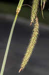 Great smokey mountain sedge